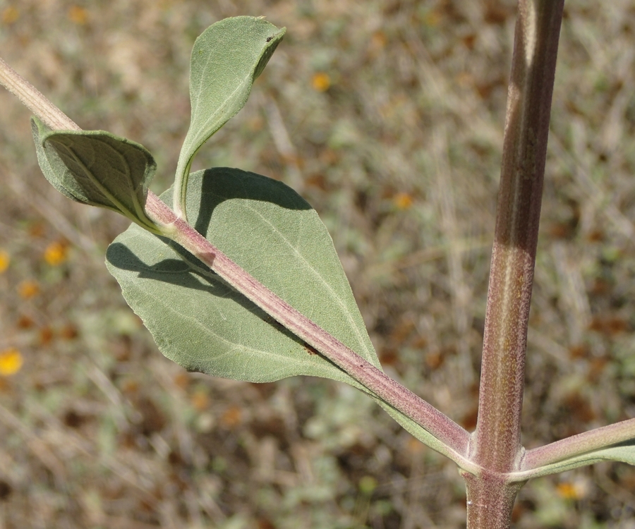 Aldama purisimae