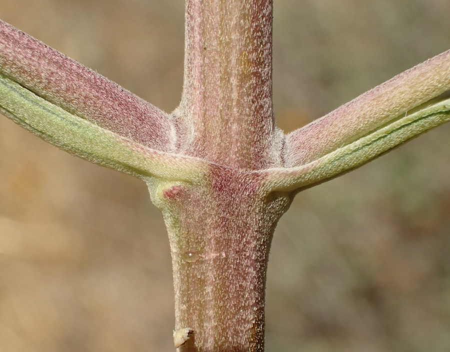Aldama purisimae