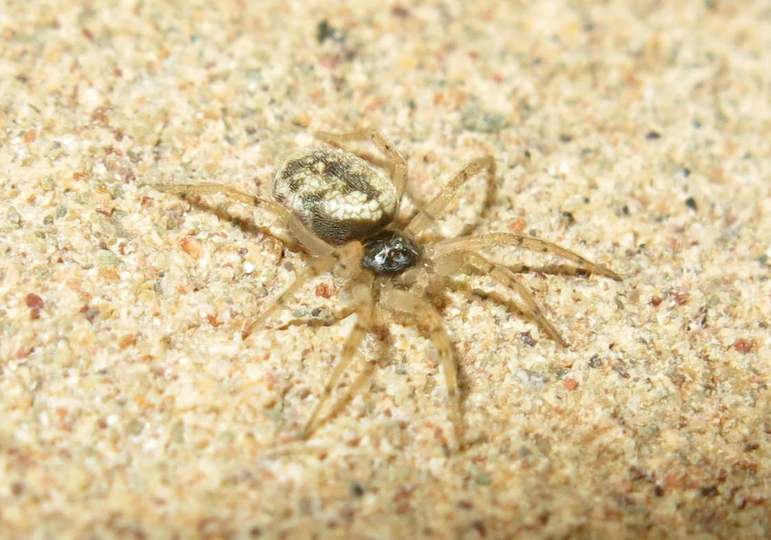 Oecobius ferdowsii Oecobius ferdowsii