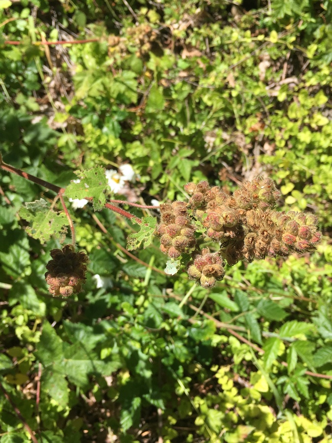 Sidalcea malachroides