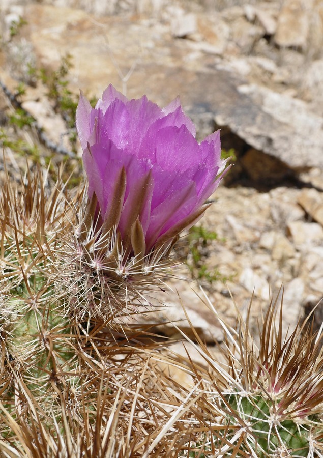 Echinocereus engelmannii Echinocereus engelmannii