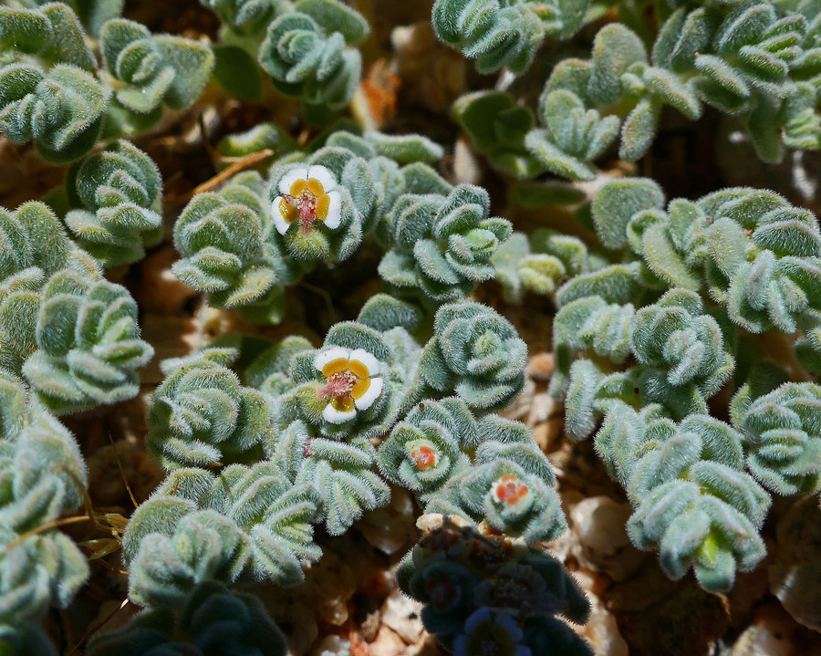 Euphorbia vallis-mortae