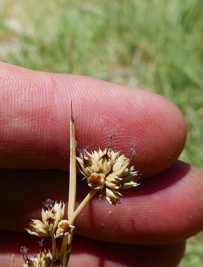 Juncus cooperi Juncus cooperi
