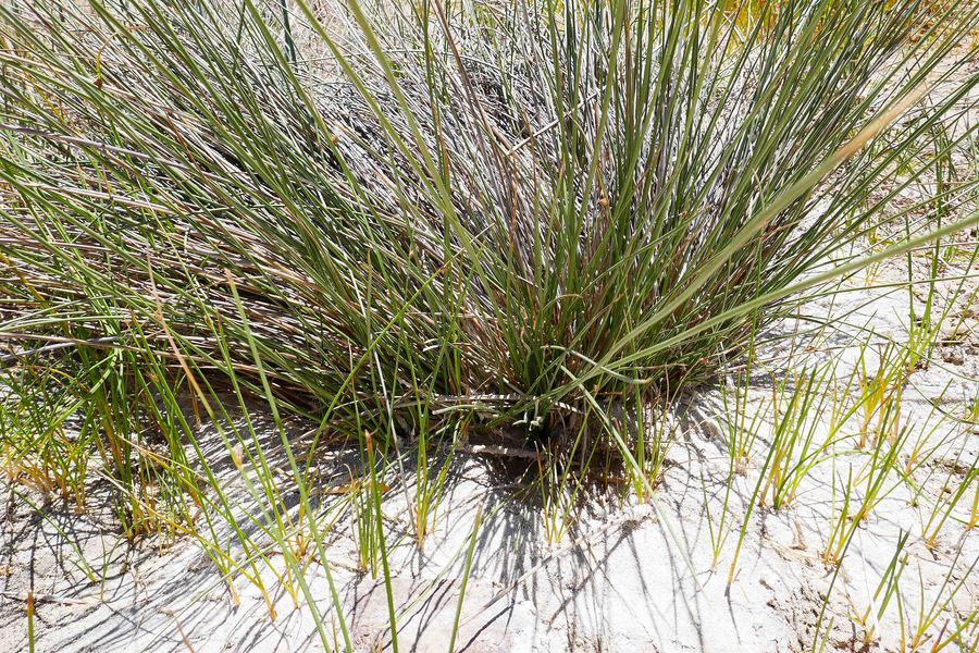 Juncus cooperi Juncus cooperi