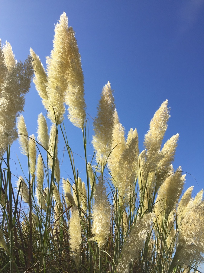Cortaderia selloana