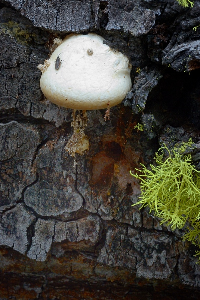 Cryptoporus volvatus