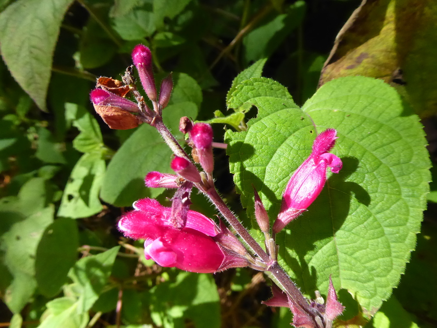 Salvia involucrata