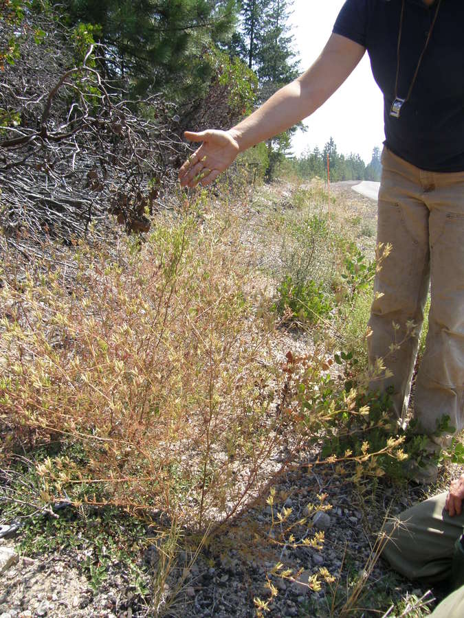 Cordylanthus tenuis ssp. pallescens