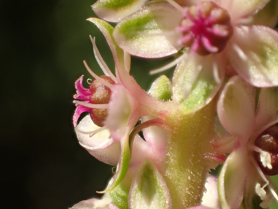 Phytolacca icosandra
