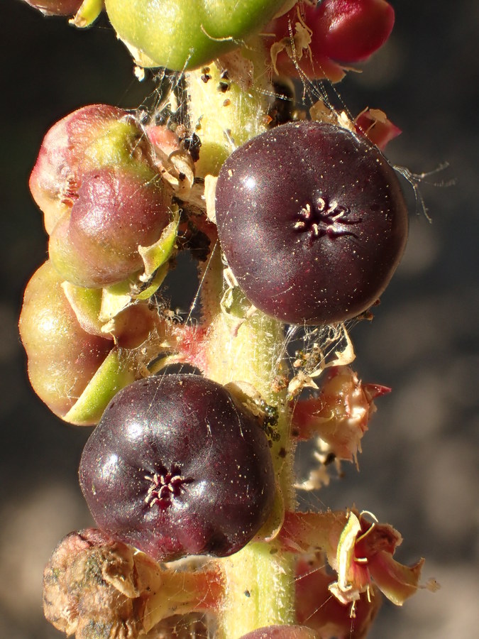 Phytolacca icosandra