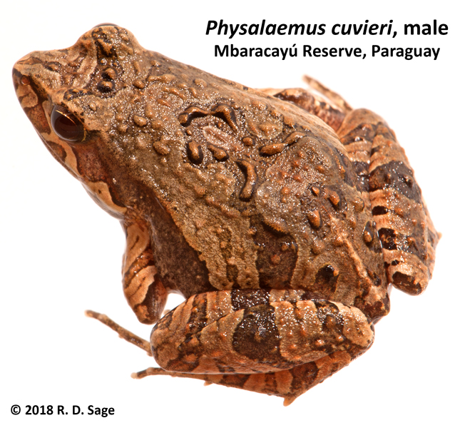 Physalaemus cuvieri