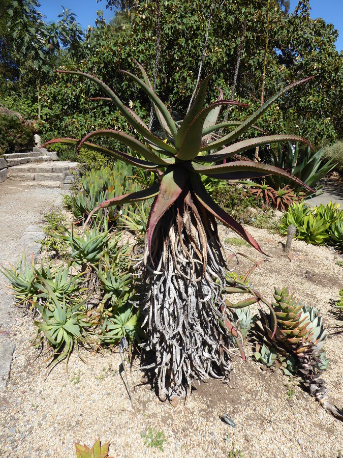 Aloe africana