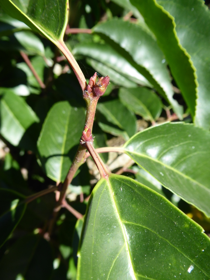Prunus lusitanica var. azorica