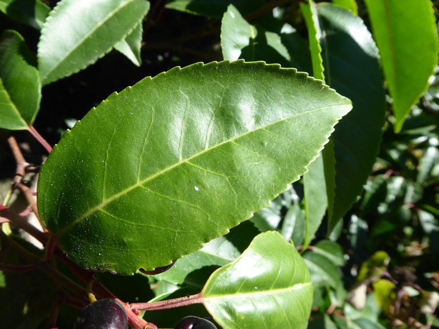 Prunus lusitanica ssp. azorica