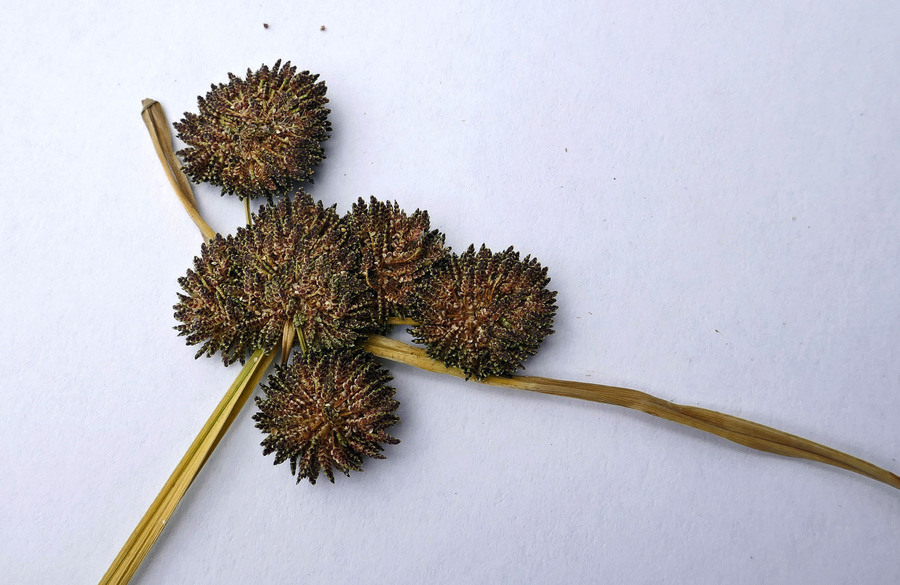 Cyperus difformis
