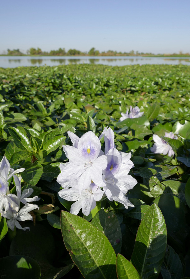 Eichhornia crassipes Eichhornia crassipes