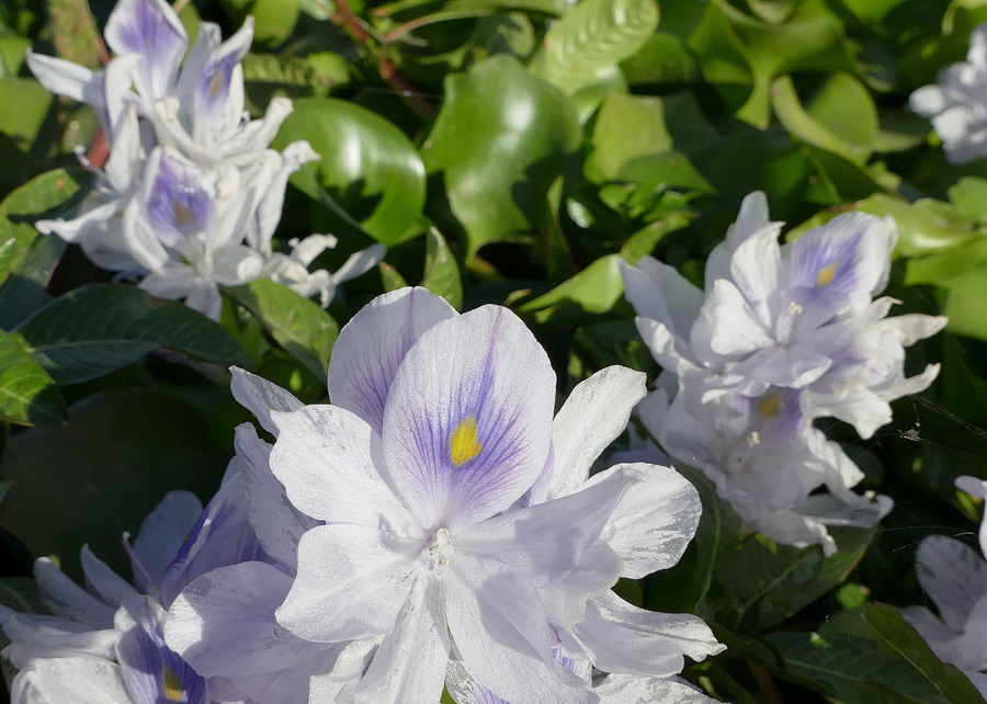 Eichhornia crassipes Eichhornia crassipes