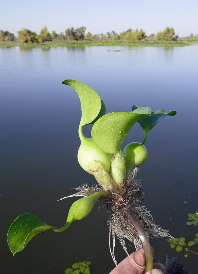 Eichhornia crassipes Eichhornia crassipes