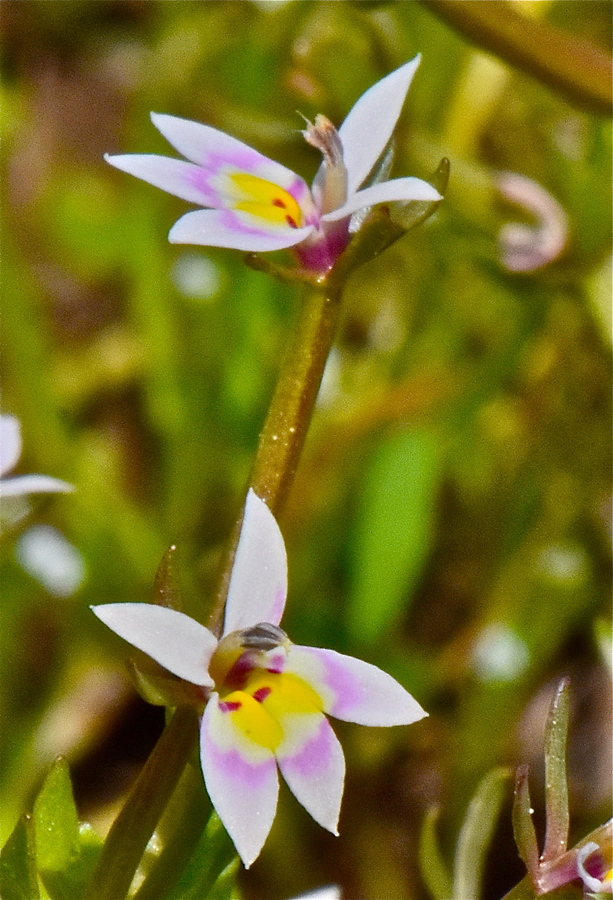 Downingia laeta