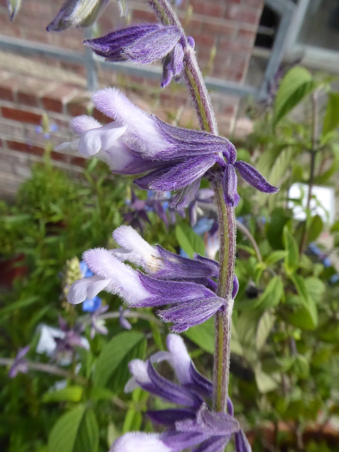 Salvia sp.