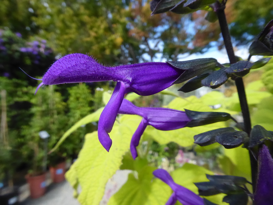 Salvia sp.