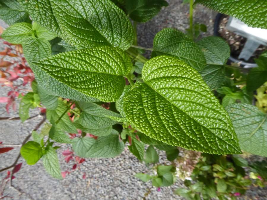 Salvia sp.
