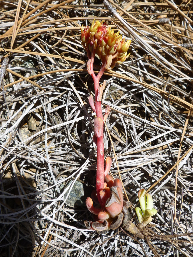 Sedum rubiginosum