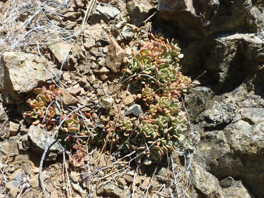 Sedum rubiginosum