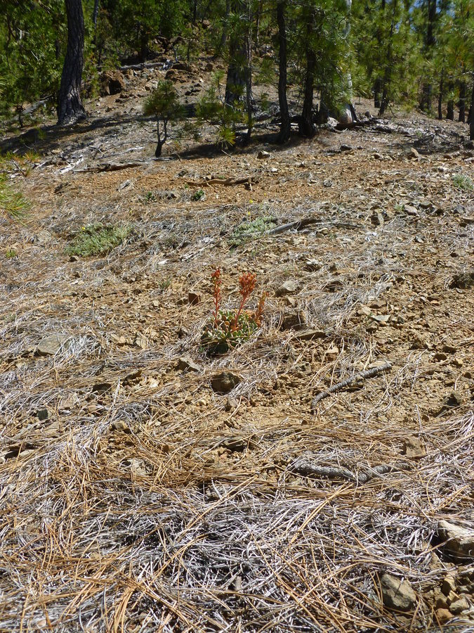 Sedum rubiginosum
