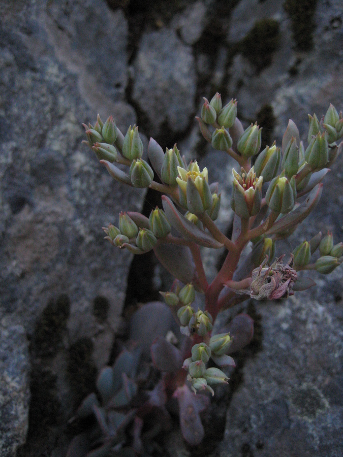 Sedum paradisum ssp. paradisum