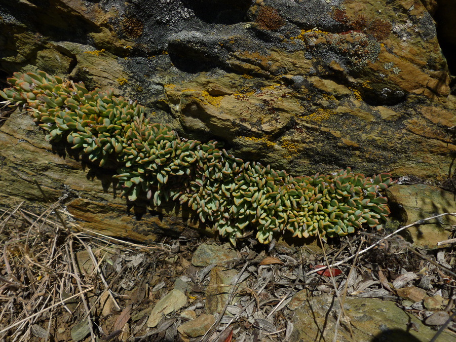 Sedum sanhedrinum
