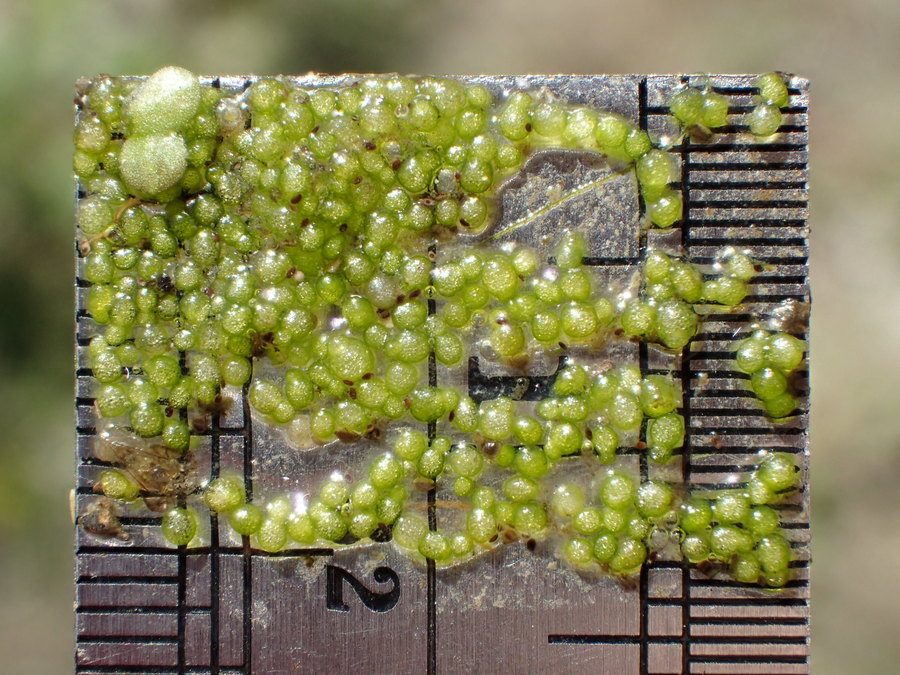 Wolffia columbiana