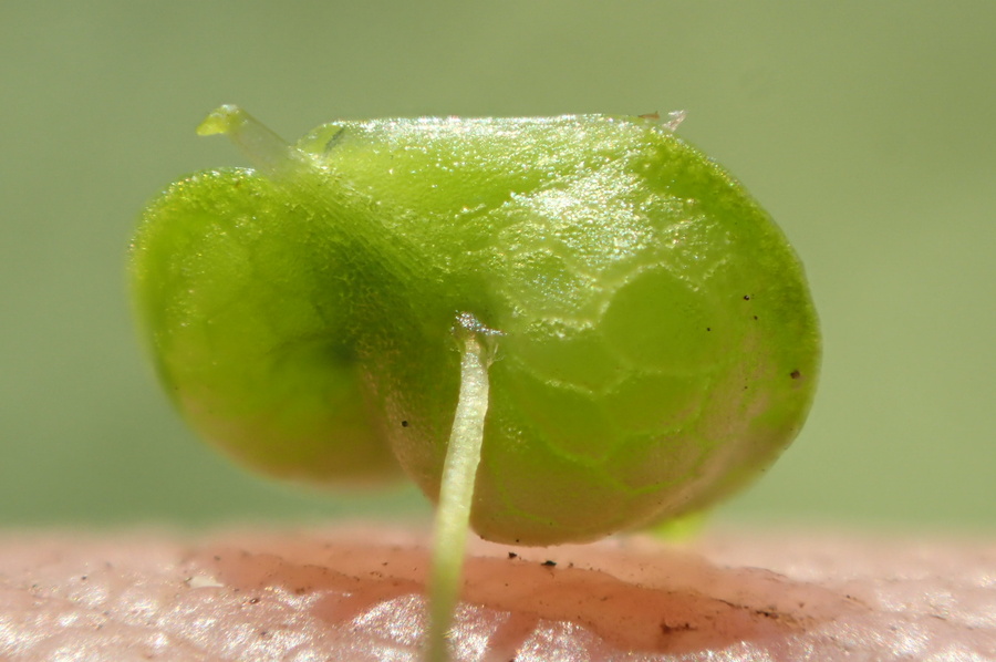 Lemna gibba