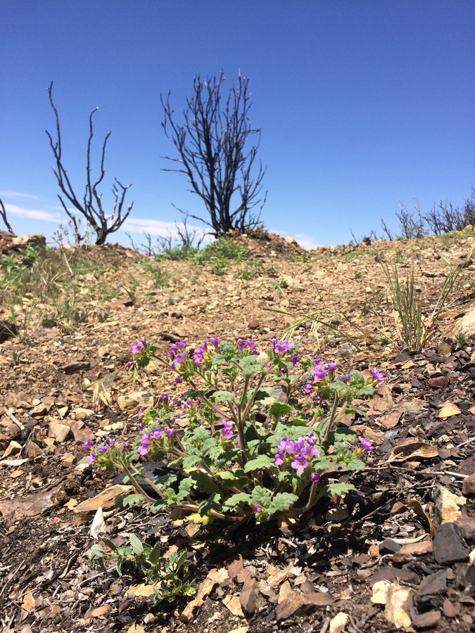 Phacelia keckii Phacelia keckii