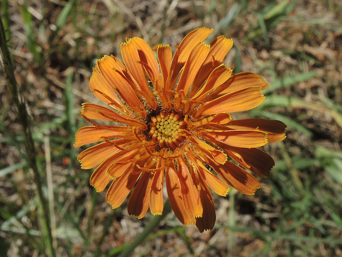 Agoseris aurantiaca var. aurantiaca Agoseris aurantiaca var. aurantiaca