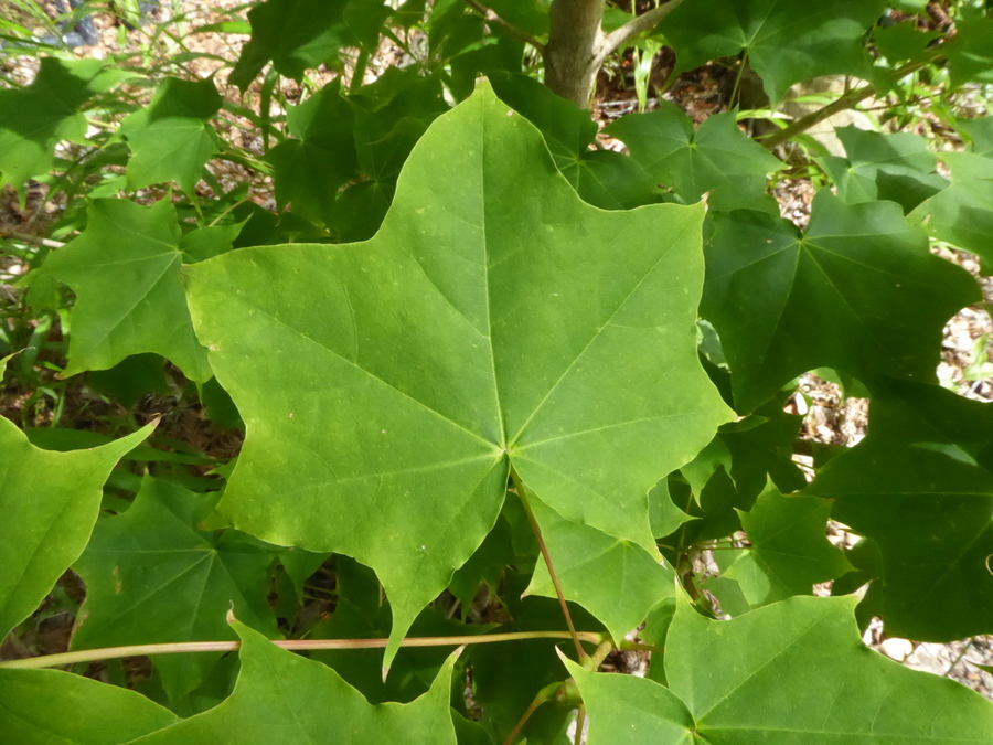 Acer pictum var. connivens