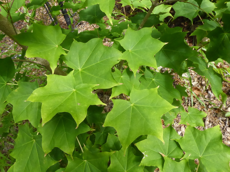 Acer pictum var. connivens