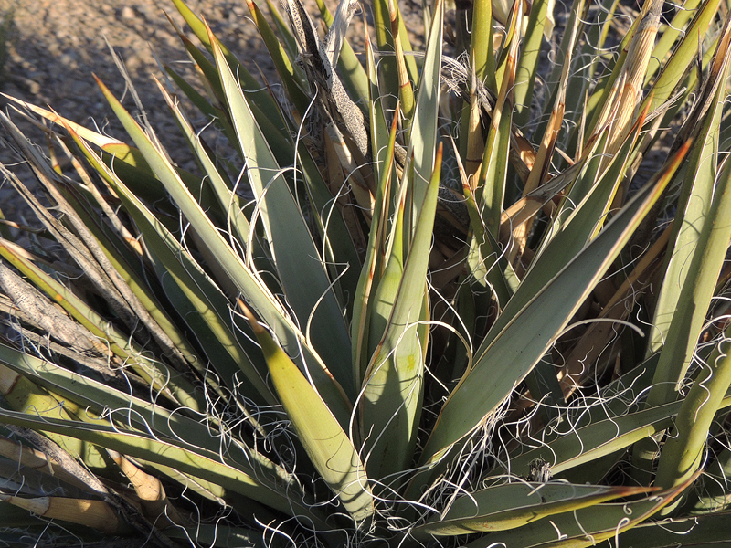 Yucca harrimaniae Yucca harrimaniae