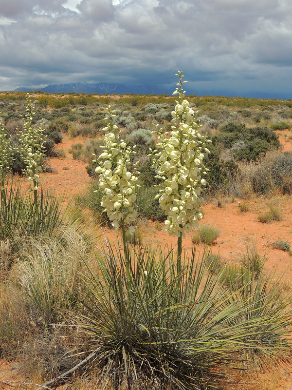 Yucca utahensis