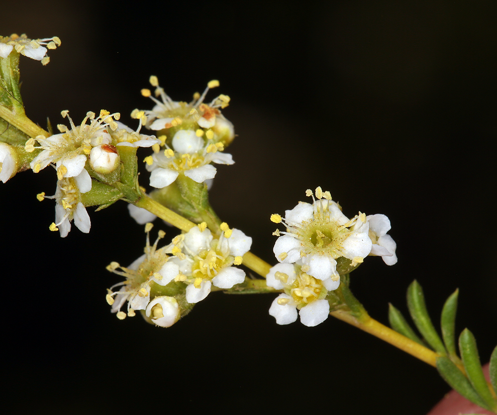 Adenostoma fasciculatum var. fasciculatum Adenostoma fasciculatum var. fasciculatum