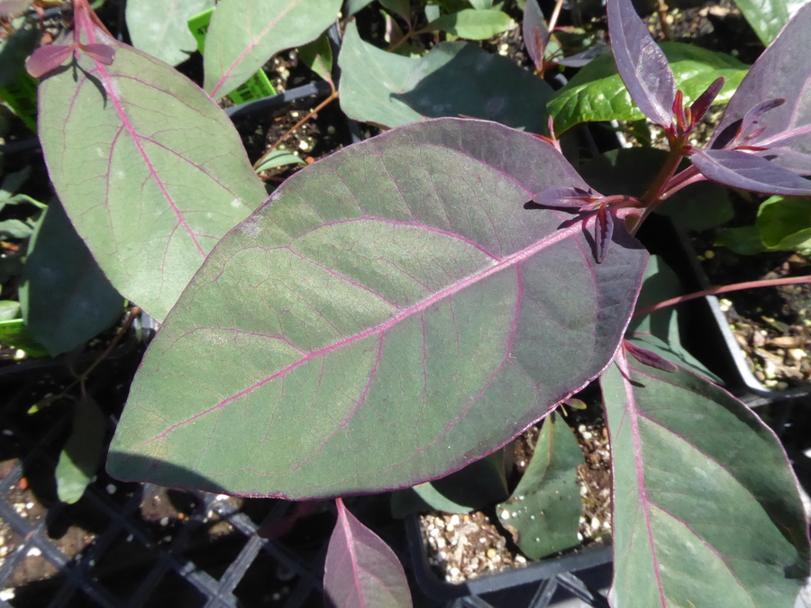 Eucalyptus deglupta