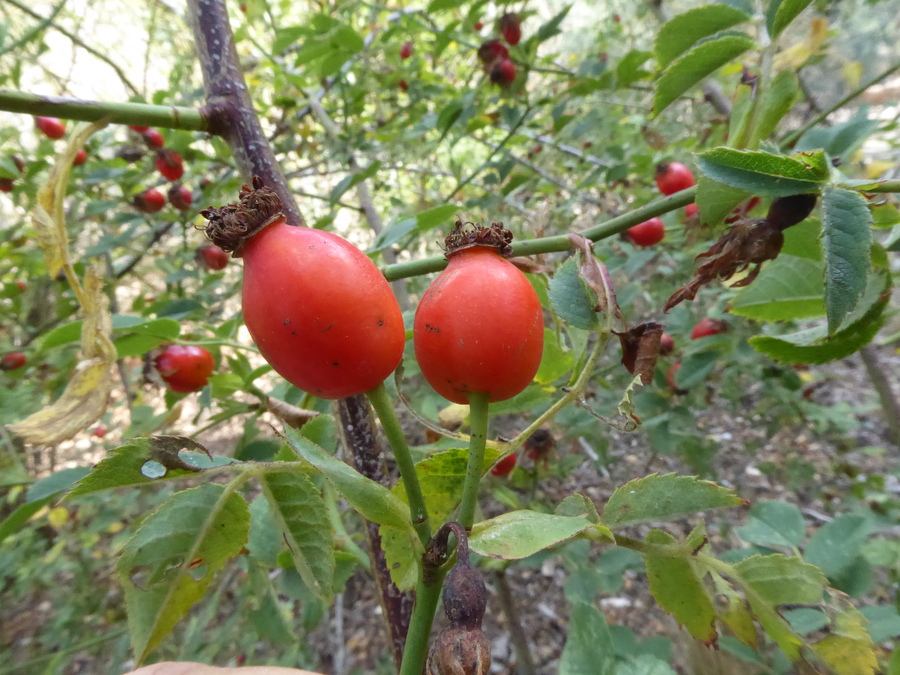 Rosa corymbifera
