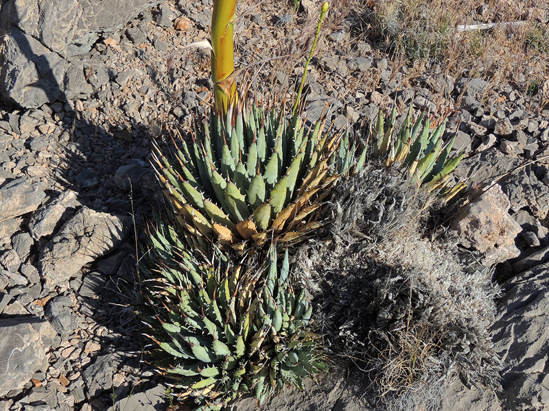 Agave utahensis Agave utahensis