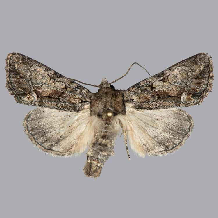 Oligia divesta