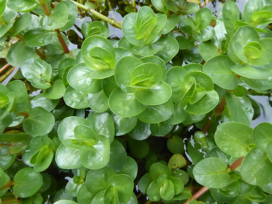 Rotala rotundifolia