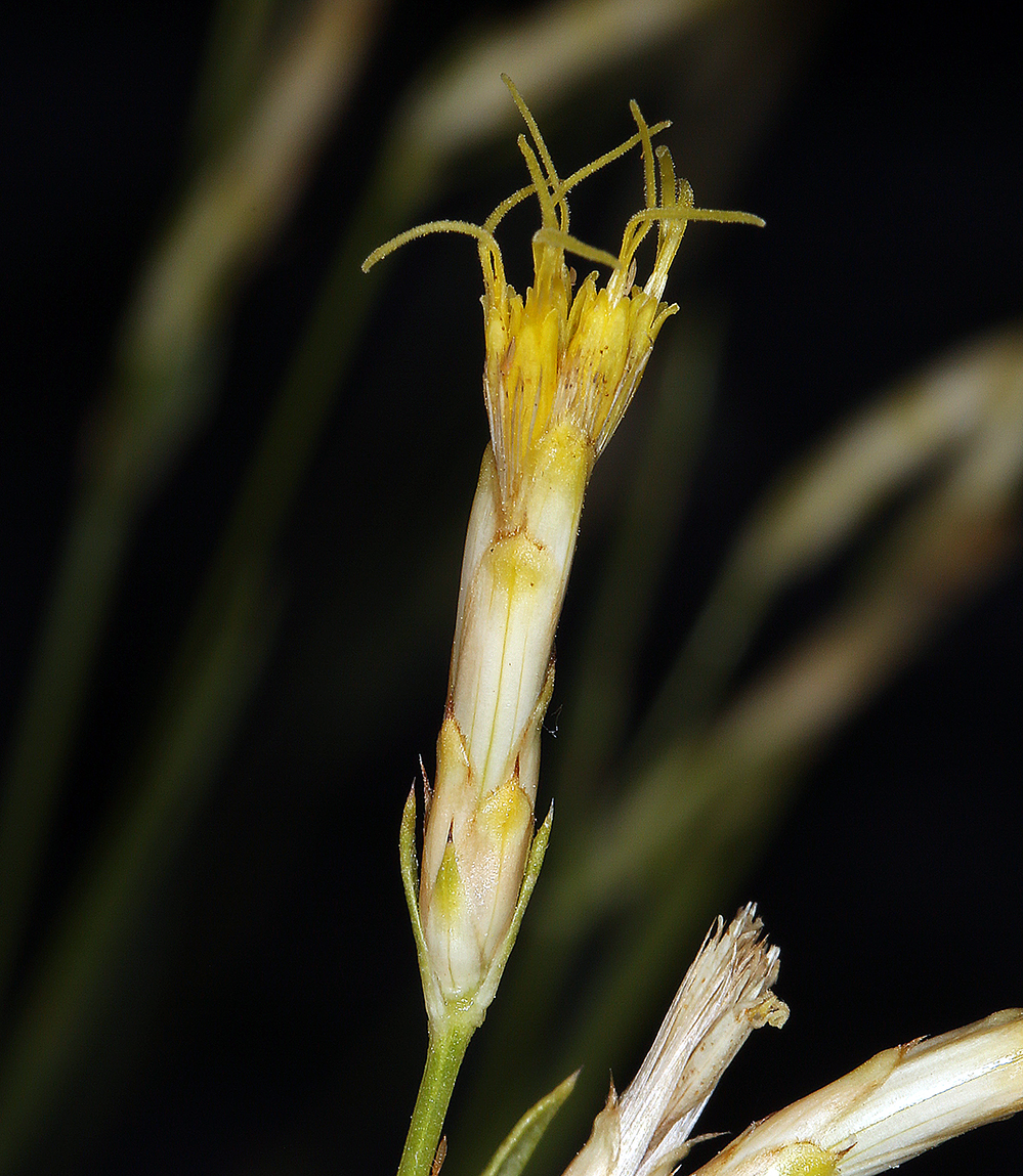 Cuniculotinus gramineus Cuniculotinus gramineus