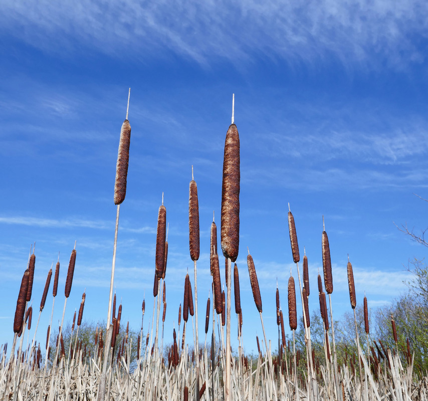 Typha latifolia