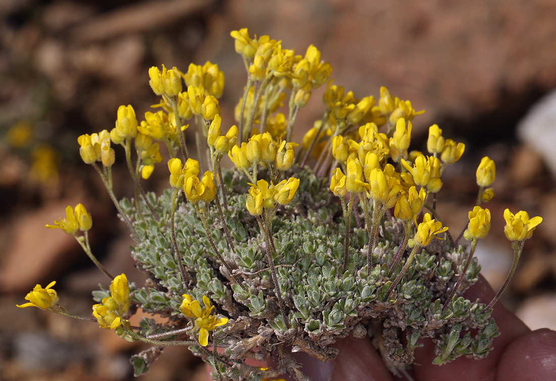 Draba subumbellata Draba subumbellata