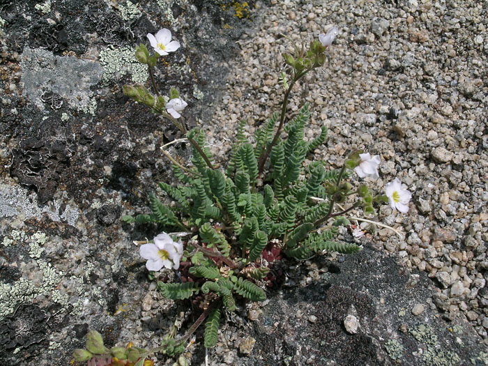 Polemonium pulcherrimum var. pulcherrimum