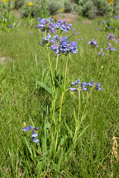 Penstemon rydbergii Penstemon rydbergii
